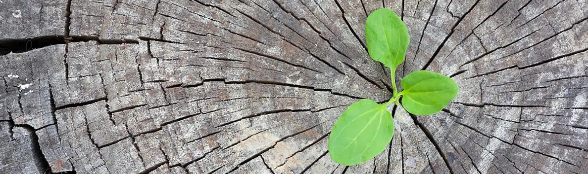 sapin_ecologique